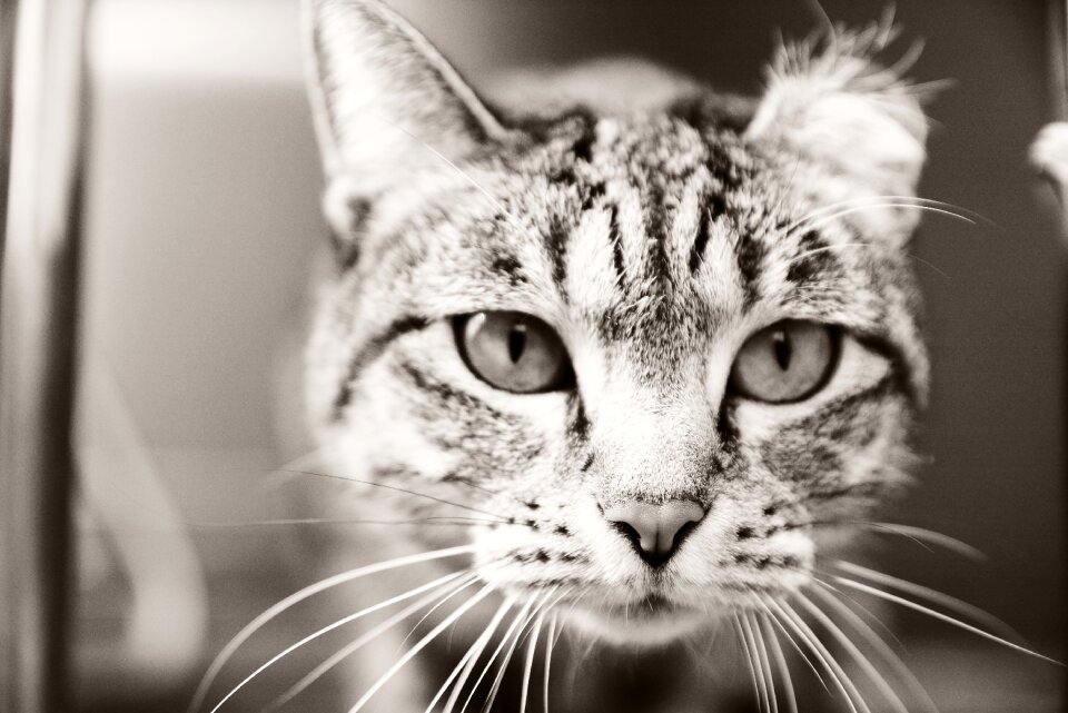 Cat animal facial