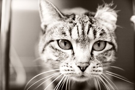 Cat animal facial photo