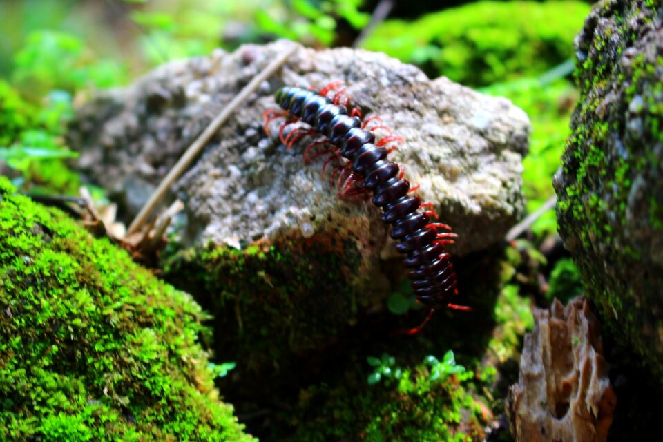 Scolopendra insect brazil photo