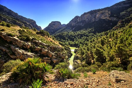 Pinewood hiking landscape