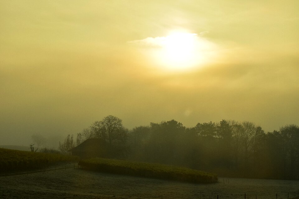 Fog backlighting trees