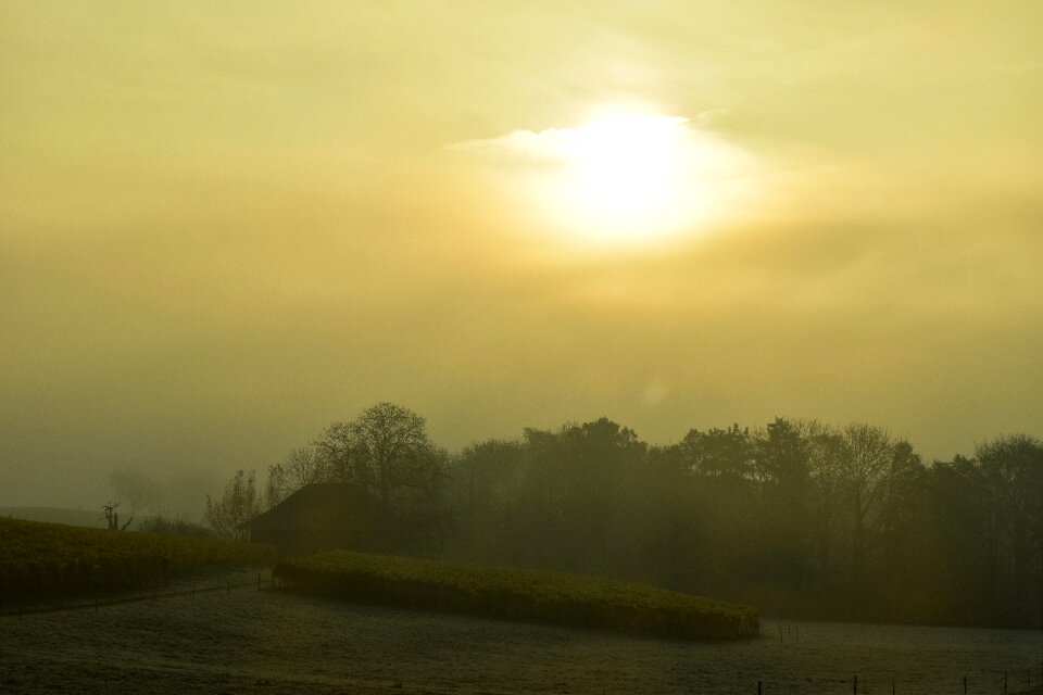 Fog backlighting trees photo