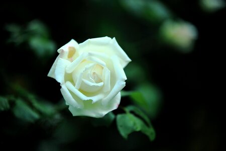 White rose thorn abstract