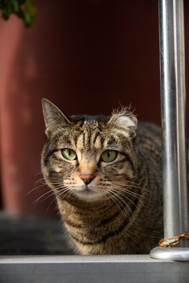 Cat animal facial photo