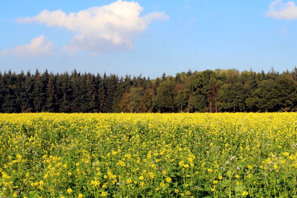 Blue sky blue yellow