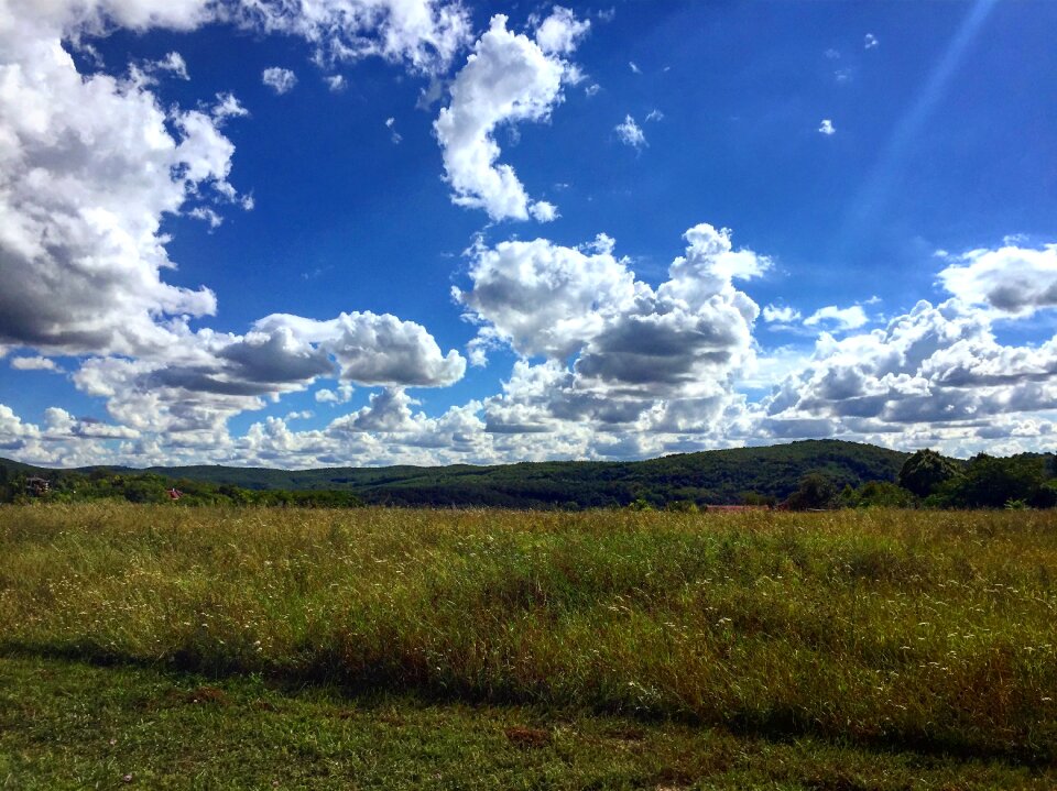 Meadow day s summer