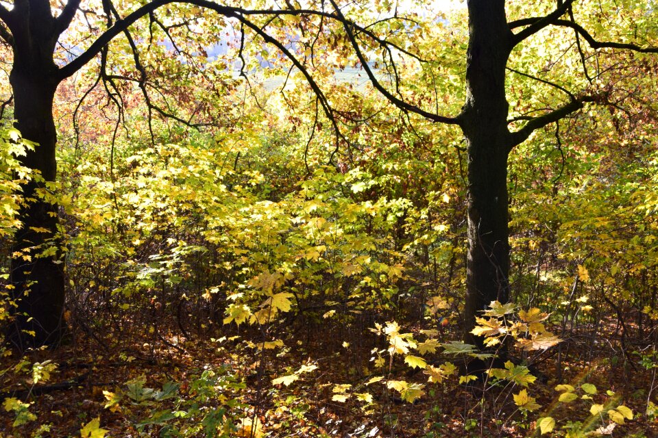 Trees tree trunks green