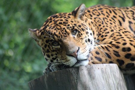 Savannah jungle head photo