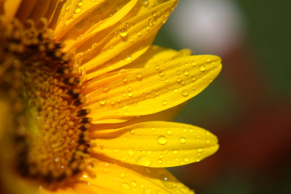 Yellow sunflower flower