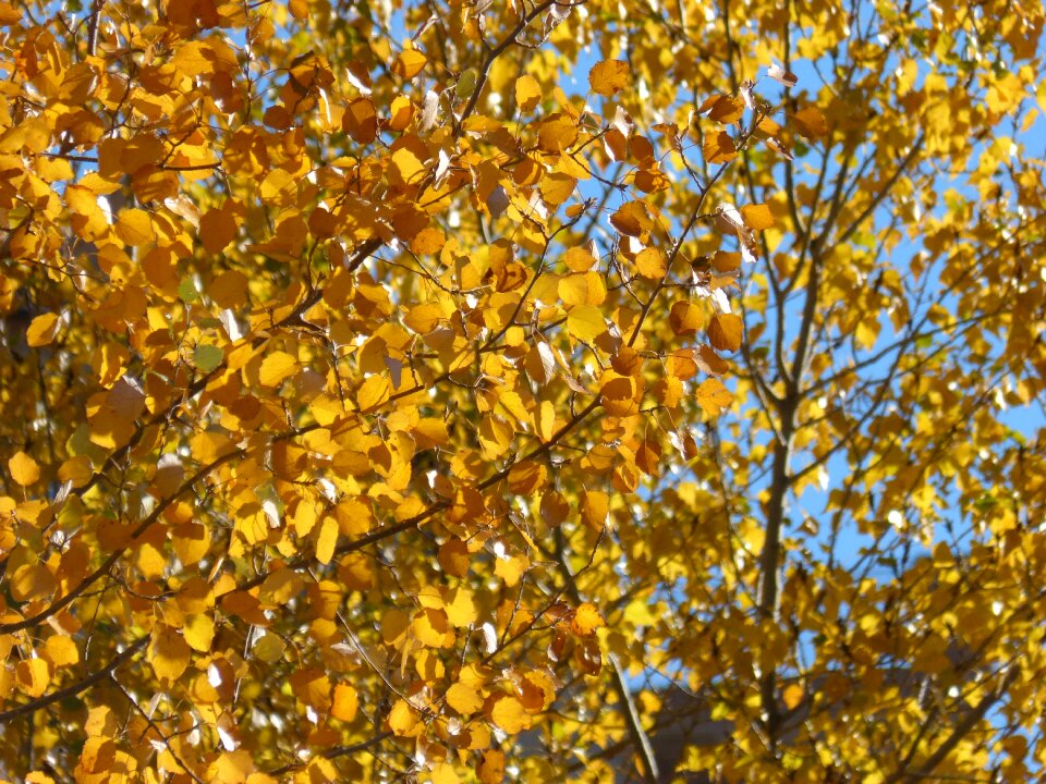 Populus alba falling leaves autumn