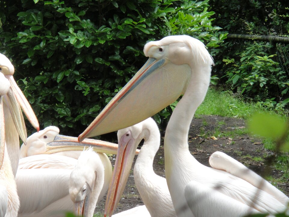 Waterfowl animals bird