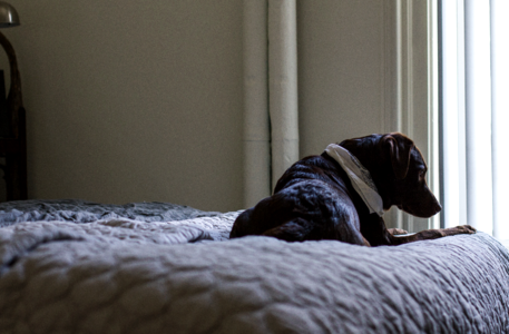 Bed bedroom pet photo