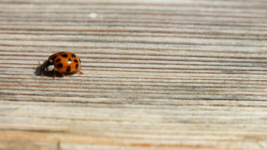 Nature animal beetle