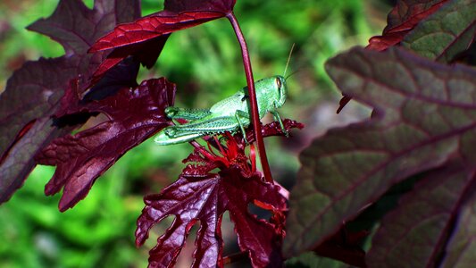 Maple hibiscus bug photo