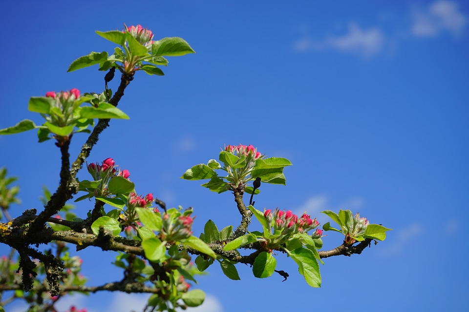 Red go up bloom
