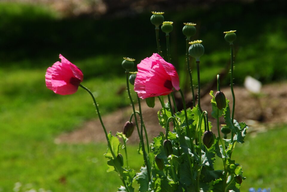 Poppy pink summer