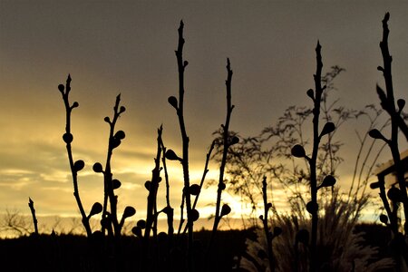 Dried plants backlighting clouds