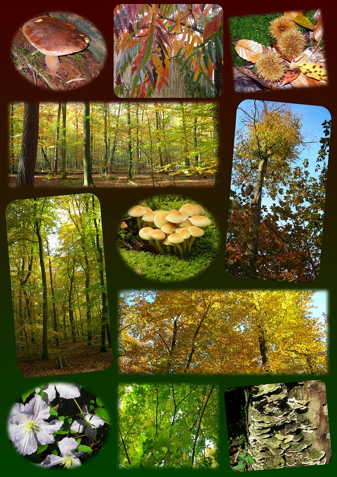Autumn colorful leaves