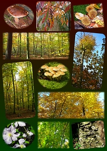 Autumn colorful leaves