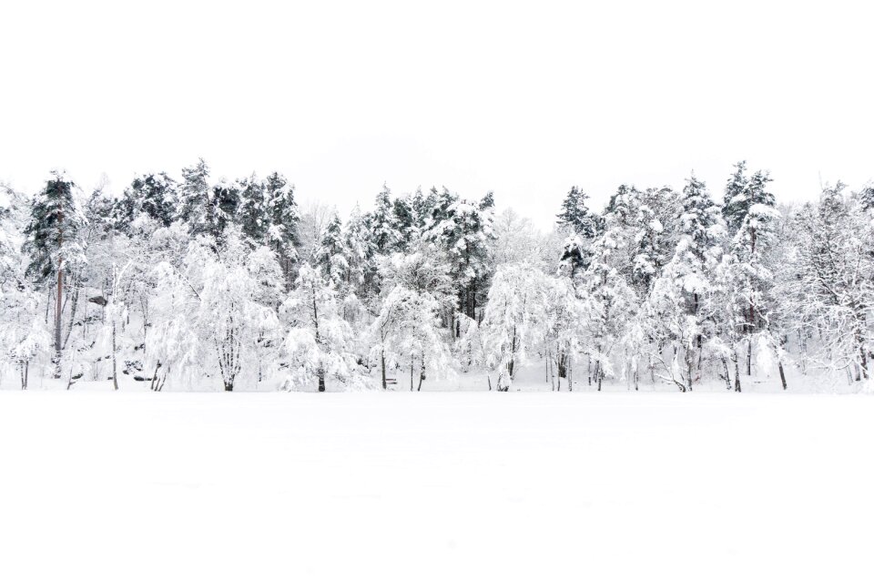 White nature environmental