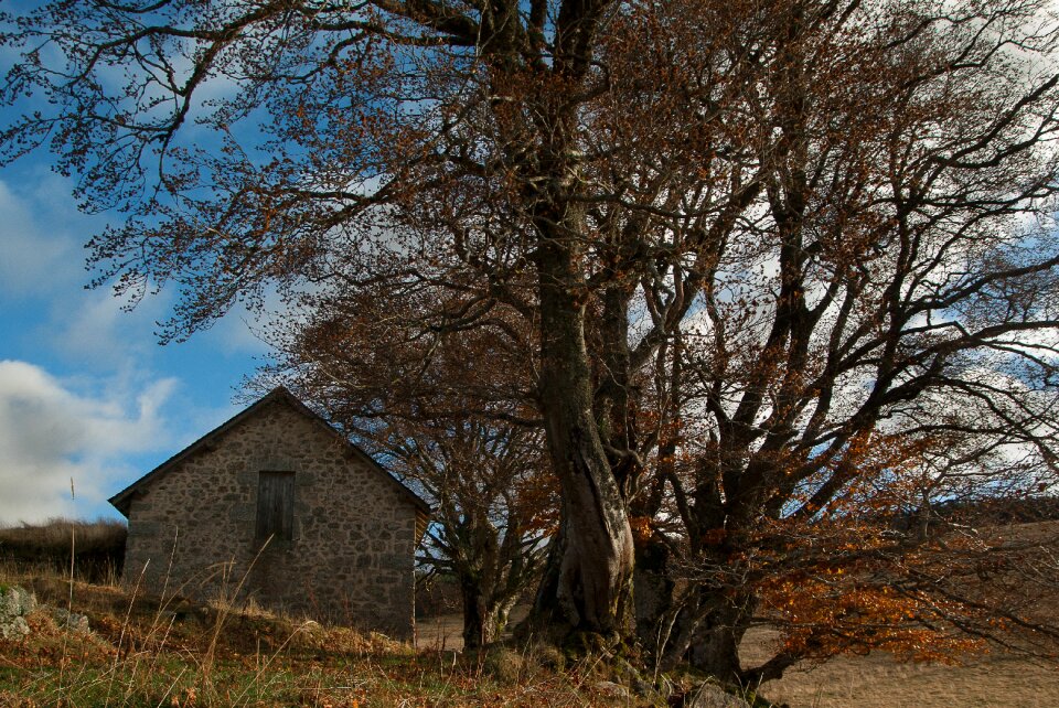Berger buron beech