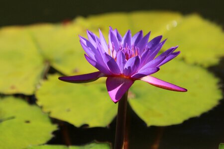 Water plants plants flora photo