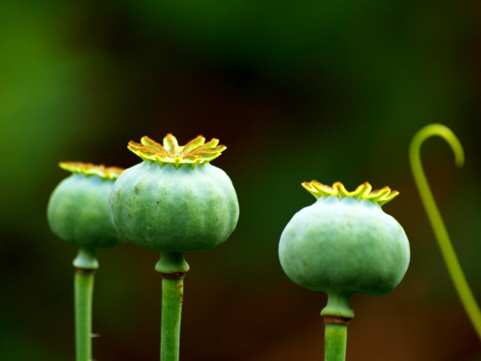 Blossom bloom plant