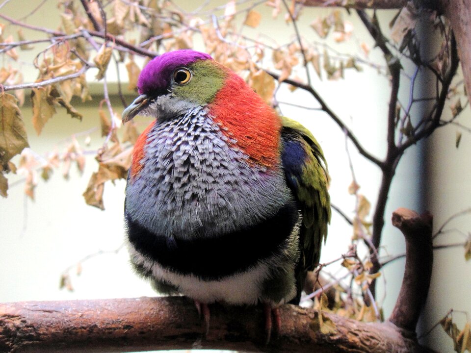 Colorful zoo feathers