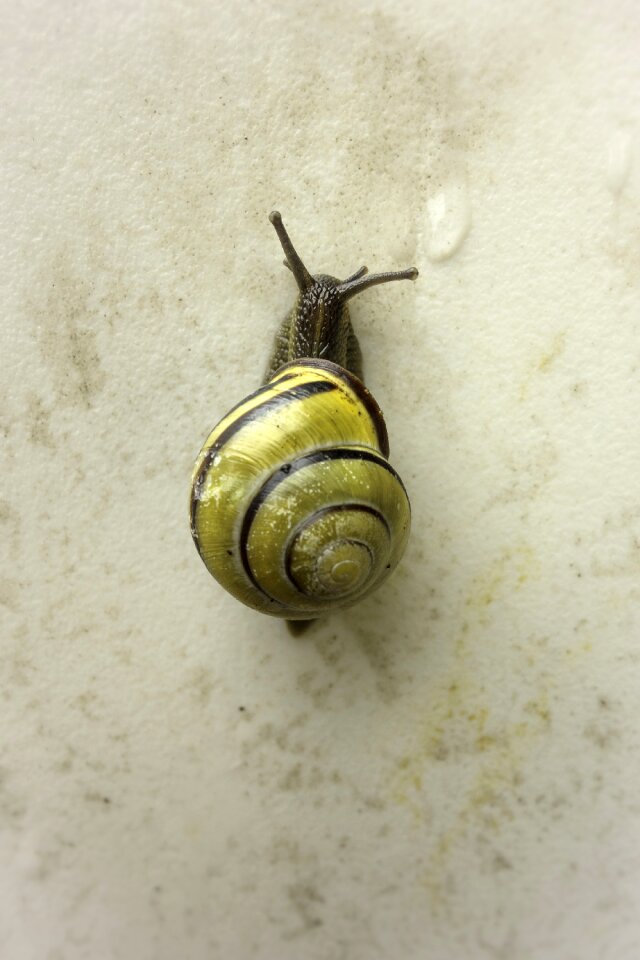 Snail shell animal