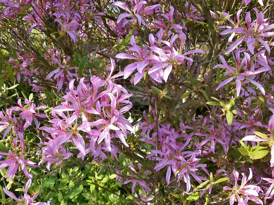 Ericaceae pink flower flower wagon