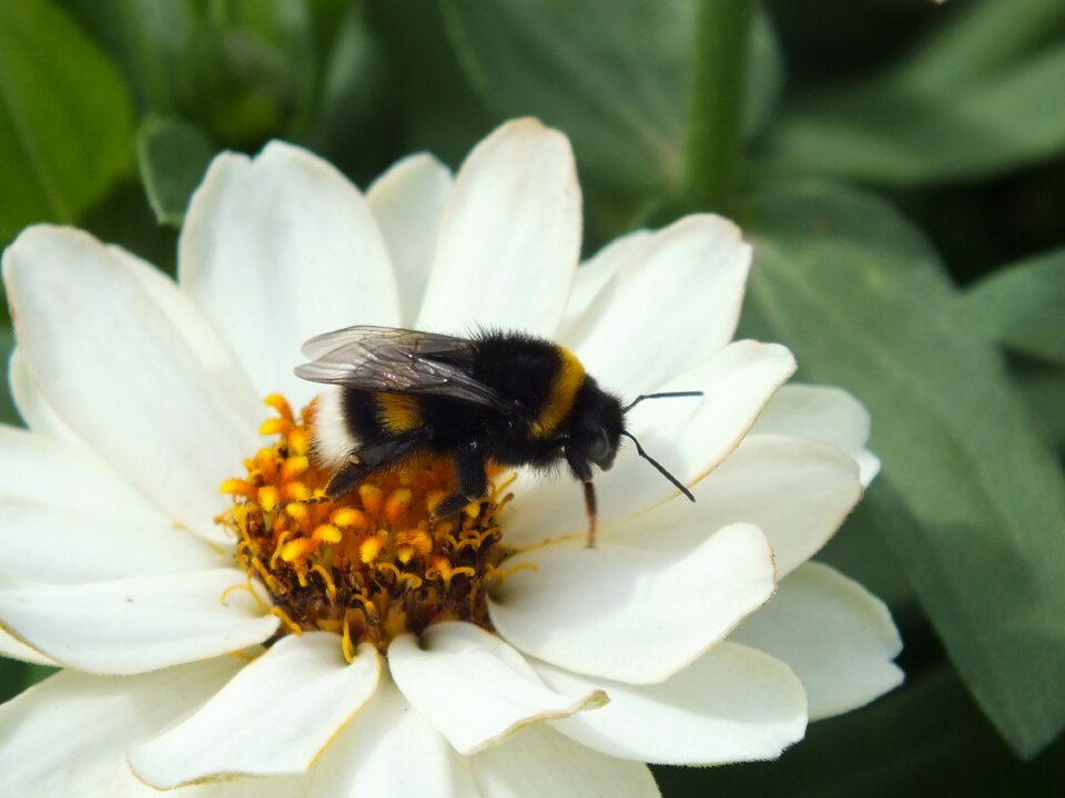 Insect bourdon summer