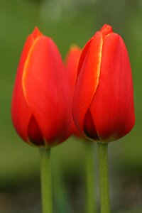 Tulip flowers spring photo