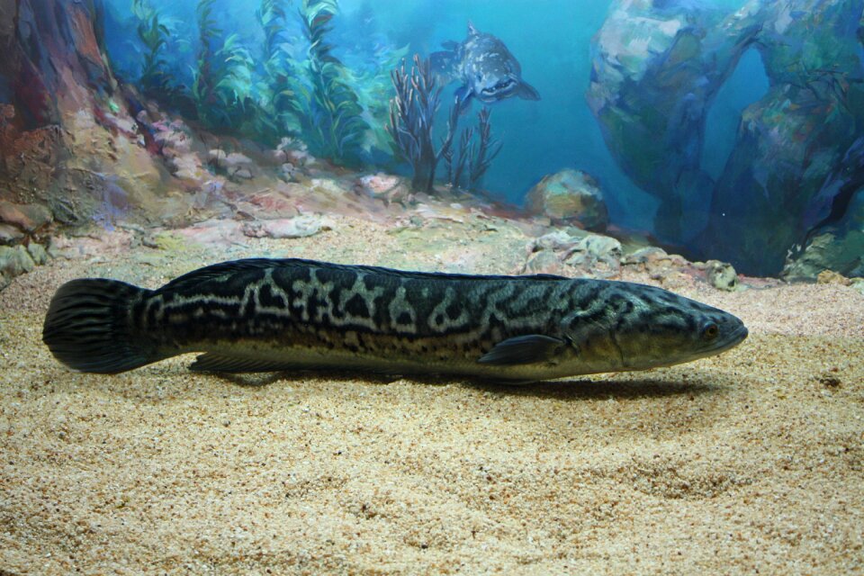 Aquarium water long body