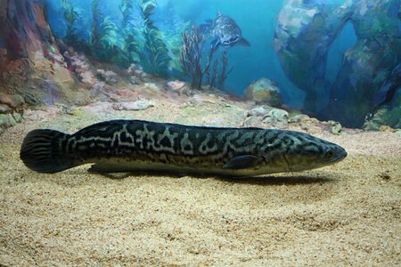 Aquarium water long body