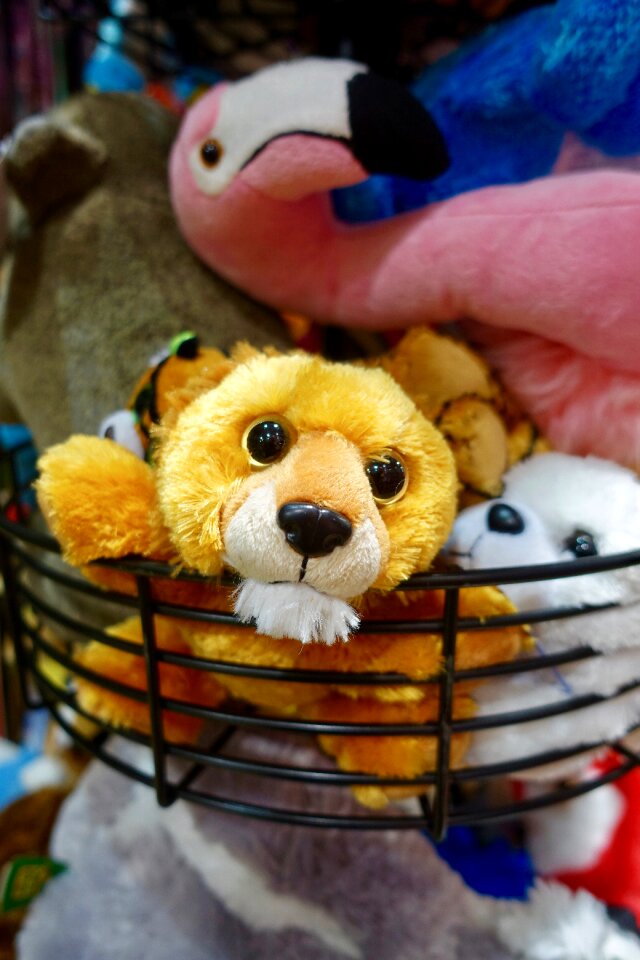 Eyes cute creatures