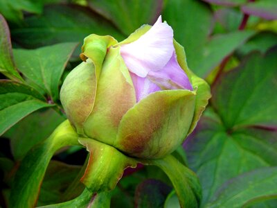 Peony pink spring photo