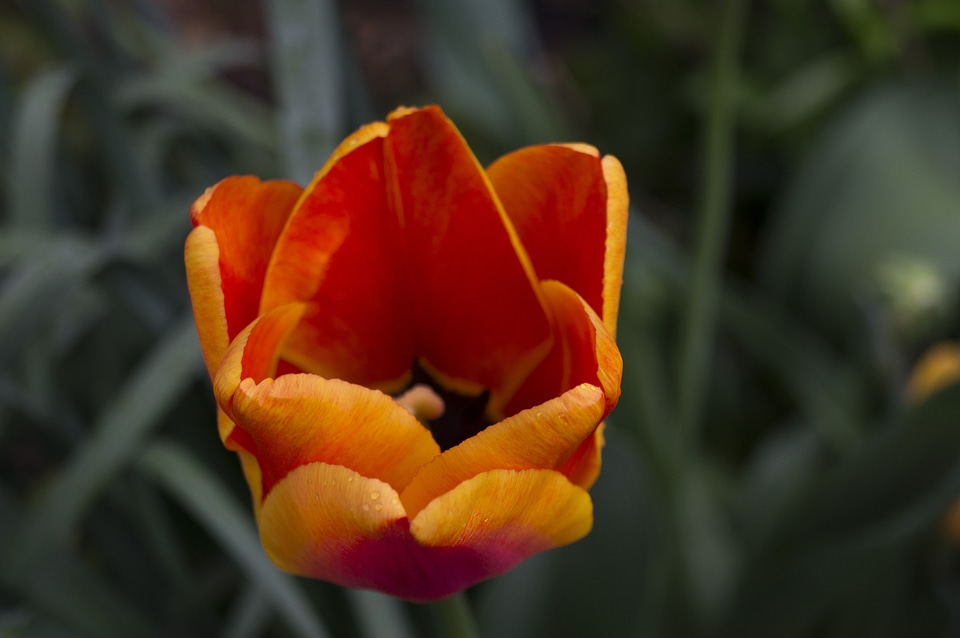 Perennial spring floral