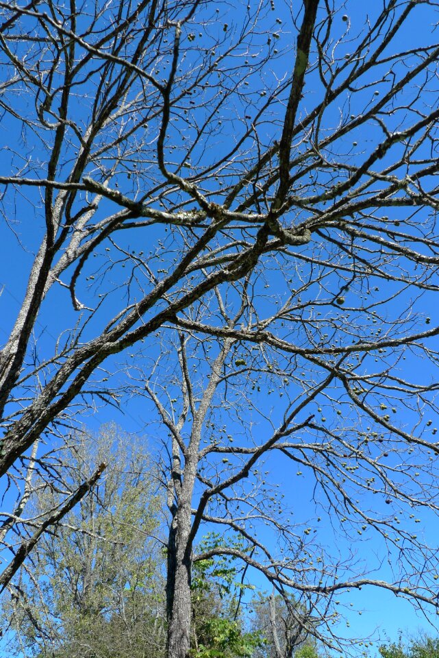 Plant branch natural