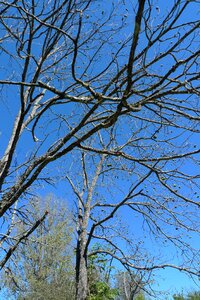 Plant branch natural