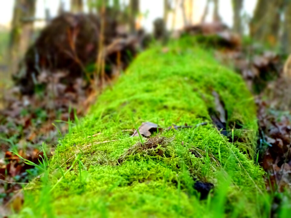 Moss lively fallen tree