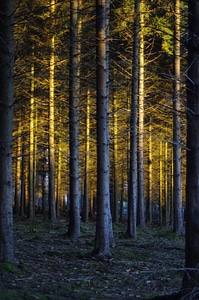 Gold tree organic