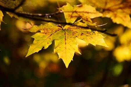 Autumn light warm photo