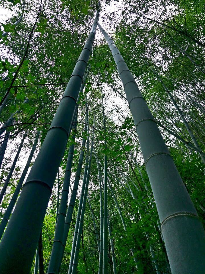Natural bamboo fresh