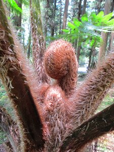 Plant spiral hairy