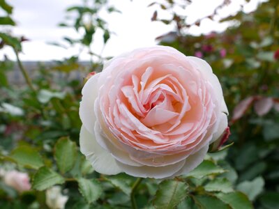 Pink day a flower