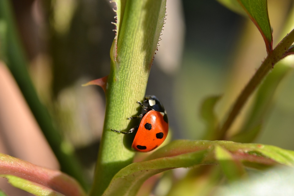 Close-up nature insects
