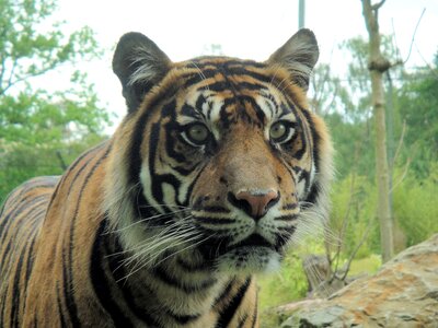Tigerhead predator wild photo