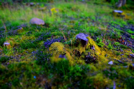 Fantasy forest glade