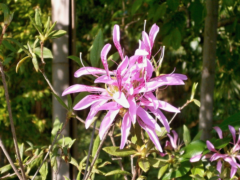 Ericaceae pink flower flower wagon