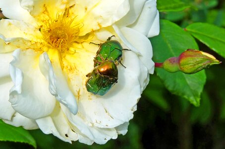 Coupling green nature